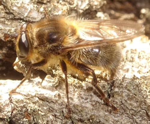 Réf. 357 030 : Criorhina ranunculi